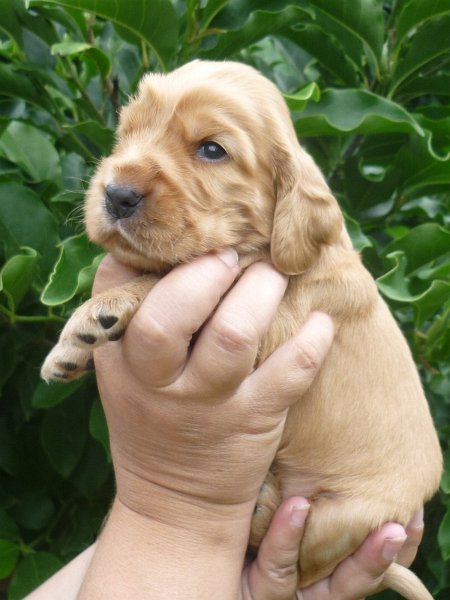 26 - 5.pejsek (tm. zelená).JPG